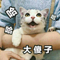 哈哈哈 大傻子——猫表情包