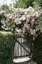 Outstanding Climbing Roses