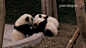 大熊猫给小伙伴按摩 萌化外国网友