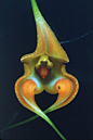 三尖兰 Masdevallia：也称马斯德瓦尔兰属，根据18世纪西班牙医生兼植物学家Masdvall名字命名。