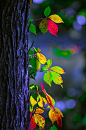 Colorful Leaves: