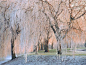 冰冻的树木，罗克福德，伊利诺伊州 