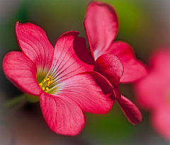 RaisonCheung采集到花花