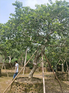 嘚嘚已嘚已嘚嘚采集到C--意向图--植物