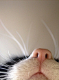 鼻子,黑白猫,脸部特写 #喵星人#
