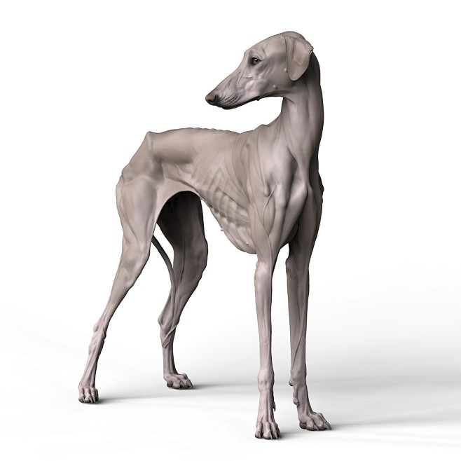 The Azawak greyhound