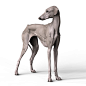 The Azawak greyhound