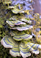 striped fungi