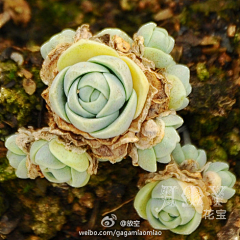 家居设计师Robin采集到萌物-NO2。植物