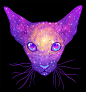 GALACTIC CATS : A series of cosmic cats!