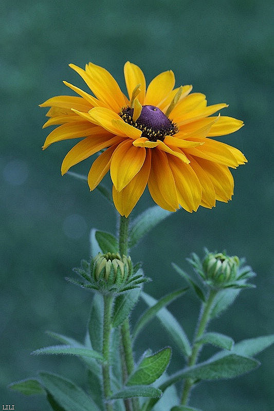 鲜花