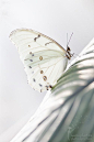 Graceful White... so delicate and pretty. #white #butterflies