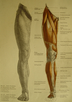 Jonathan-Wu采集到Anatomy