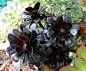 自种天然：大自然中，相对黑色的花朵，不算太罕见。而黑色叶片的植物，除了黑法师，还有谁呢？ { 摄影：Manue64 }