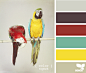 color squawk #birds#