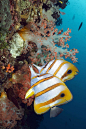 鲈形目·珊瑚鱼