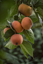 树梢成熟的甜柿照片下载