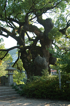 椰子屁股采集到素材-自然风景素材