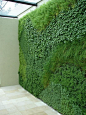 vertical garden- love love. not a hedge exactly, but remember to think outside the box with what a hedge is.: 