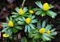 Eranthis Hyemalis。冬菟葵