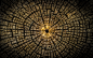 General 2560x1600 minimalism circle symmetry trees wood texture