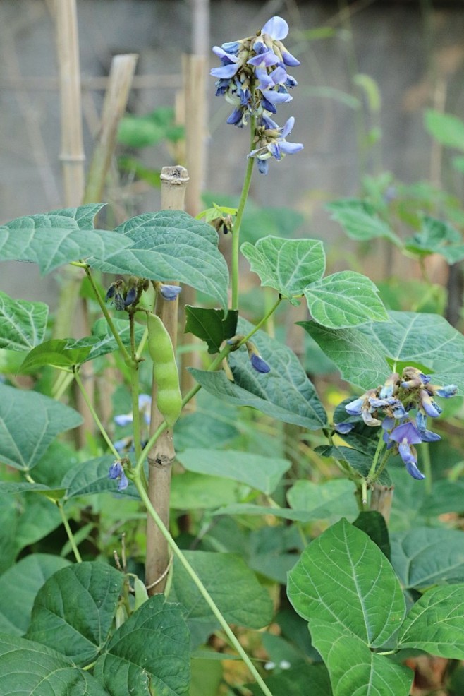 板栗树还是绿油油的样子
最后一茬秋辣椒下...