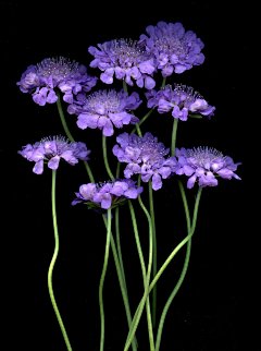 好一个大鸡腿采集到花器｜花艺｜插花｜手捧花｜胸花