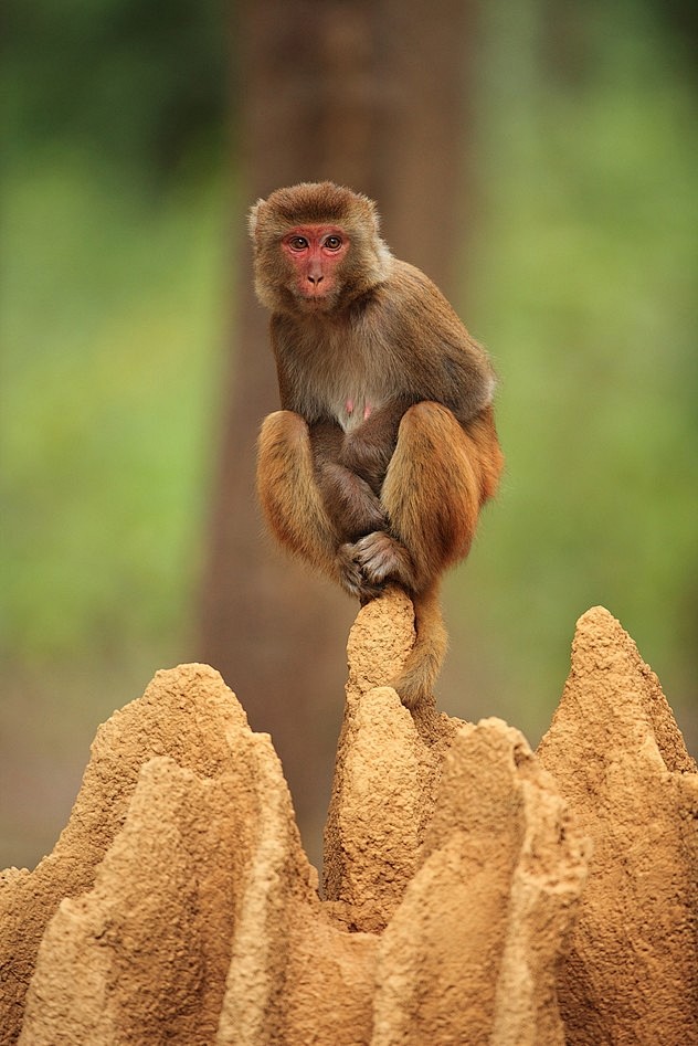 【蹲坐的猴子】
由摄影师sanjeev ...
