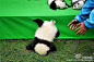 成都23只熊猫幼仔首秀“熊猫瘫” 宇宙第一天团集体亮相