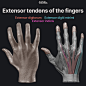 Extensor tendons of the fingers