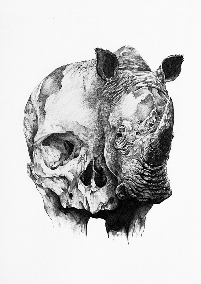 犀牛和头骨Ivan Kamargio