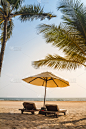 棕榈树,海滩,在下面,躺椅,避暑圣地,海滩遮阳伞,沙滩椅,椰子树,阳伞,户外椅