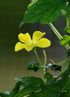 知饰采集到蔬菜