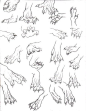 犬科动物的爪子如何在绘画中表现以及结构解剖 ​​​​