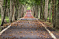 General 5184x3456 nature landscape road leaves trees