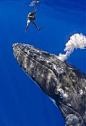 潜水员夏威夷海域与座头鲸亲密接触(图)-