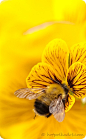 bee in yellow flower