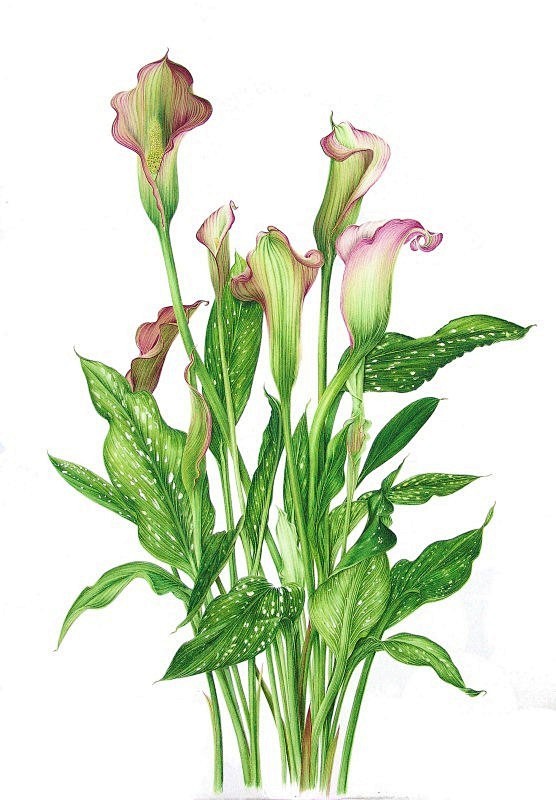 外国经典手绘花卉 (66)