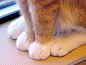 宠物图片：温柔的猫爪 (3)