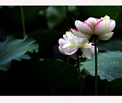 远树含烟采集到花卿