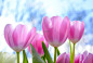 02235_植物素材设晴朗的天空下一朵朵粉色的郁金香与蓝色的天空洁白的云彩相互衬托.jpg.jpg