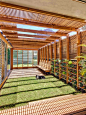 Photo of a mid-sized modern courtyard landscaping in Sydney.