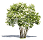 A cut out blooming white lilac: