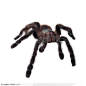 昆虫世界-黑色毛茸茸的蜘蛛