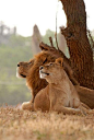 lion and lioness (2)