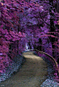 Path lined with purple foliage