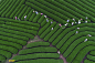 越南，山萝，茶农们在采摘茶叶。
