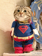 supercat ！应该一脸正义才对，不应该是一脸萌啊！