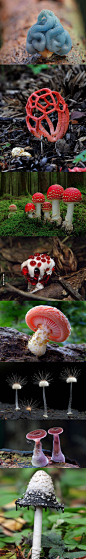 8 Dangerously Beautiful Poisonous Mushrooms