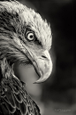 ♂ Amazing nature wild life photography animals bird black and white power eagle